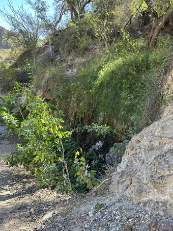 Freshwater seep at side of road