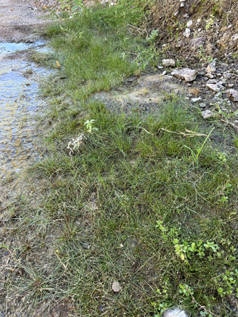 plantas en la base de la filtracion