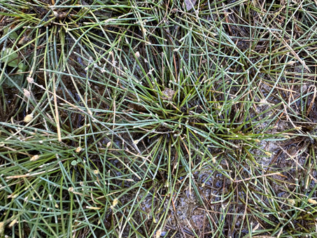 plants at the base of the freshwater seep