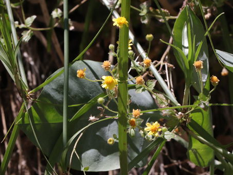 plantas en la base de la filtracion