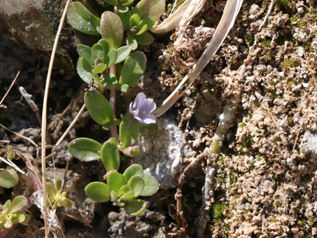 Planta de Baraima con flor