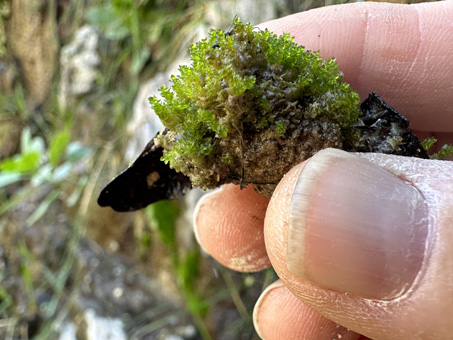 Moss on a rock