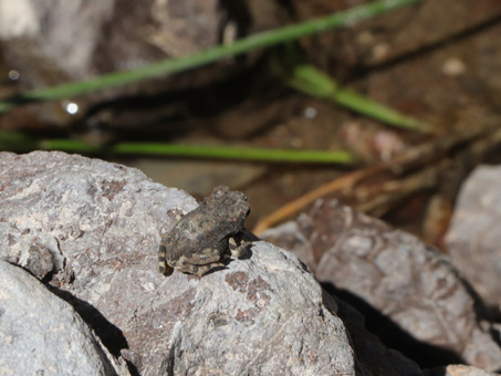 Red-spotted frog at freshwater seep