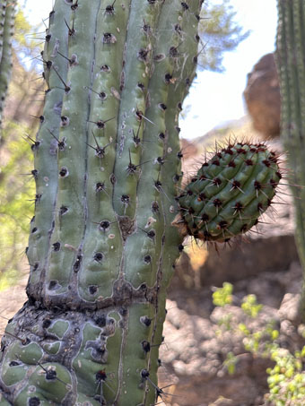 Tallo de Pitahaya dulce con las espinas
