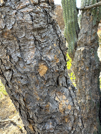 Una parte vieja del tallo del cactus Organpipe