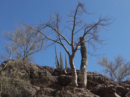 rock outcrop plants