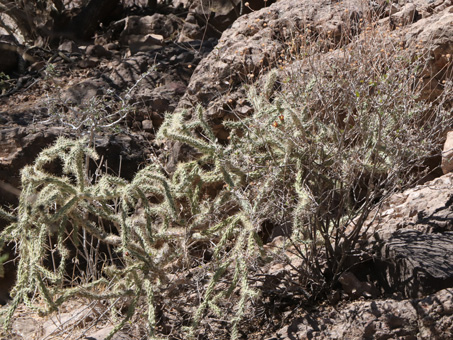 Cholla con flores