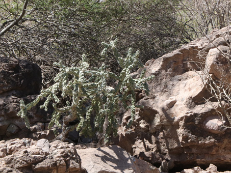 cholla cactus