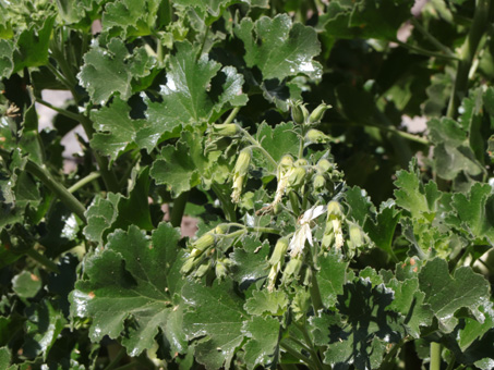 Rock-nettle with flowers