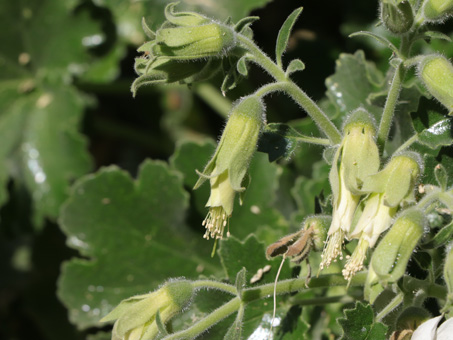 Rock-nettle flowers