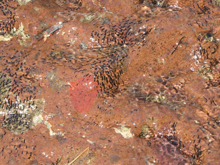 black fly larvae in pool