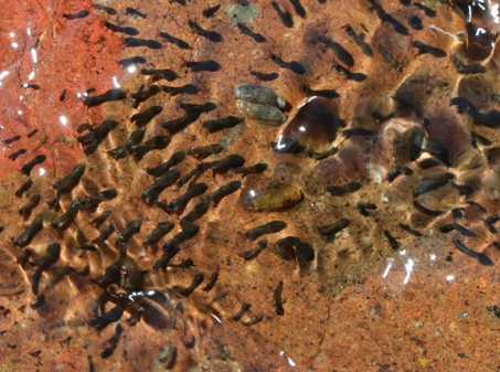 larva de moscas negras en el agua