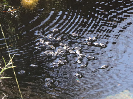 Whirlygig bugs in freshwater pool