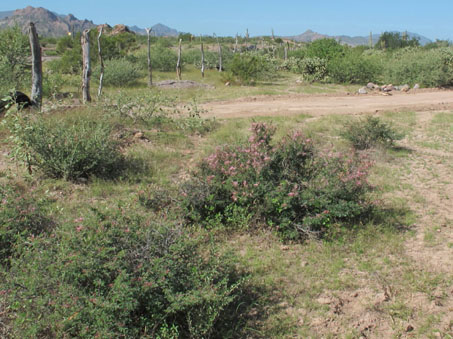 La forma de Tabardillo rosado, Calliandra eriophylla