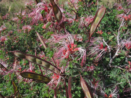 Flores de Tabardillo rosado, Calliandra eriophylla