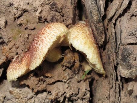 Hongos en el tronco de una palma