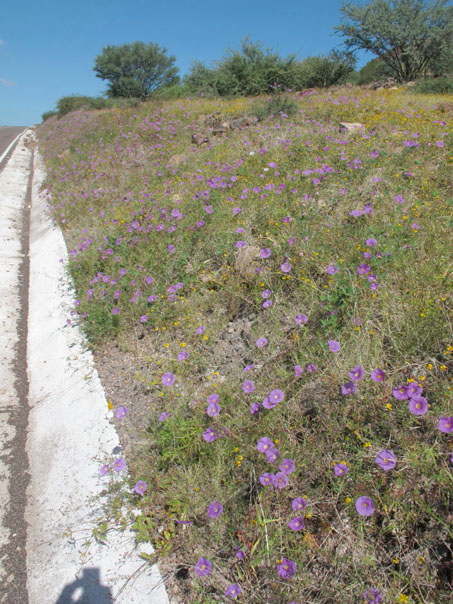 Morning glories lining the highway north of Loreto