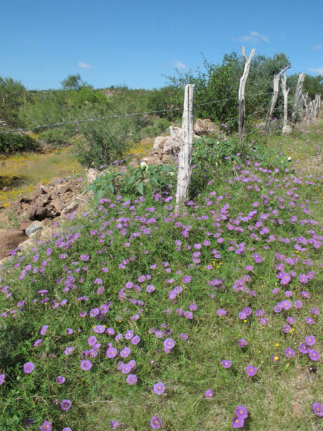 flores del trompillo al lado de la carretera