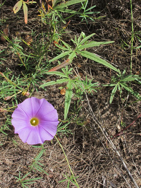 Closeup of morning glory flower and leaves