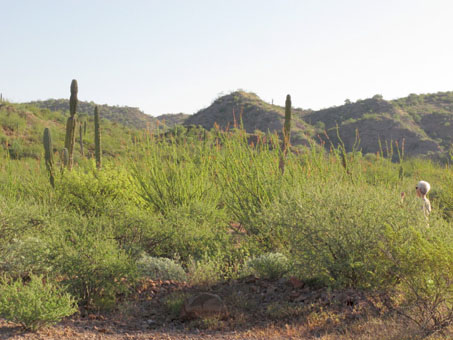 Green hills north of Mulege