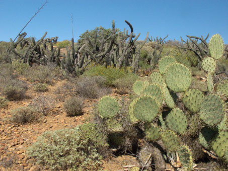 Nopales en la Cuesta La Turquesa