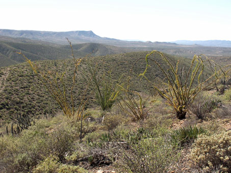 Vista on La Turquesa Grade with Ocotillo.Copy