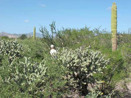 Matorral muy denso y verde al norte de 