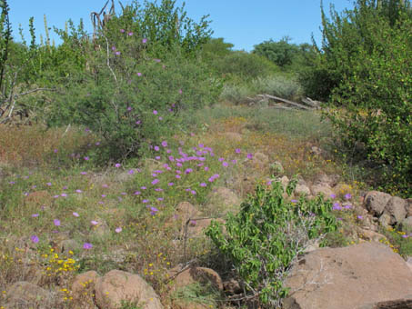 Flores silvestres al norte de Loreto