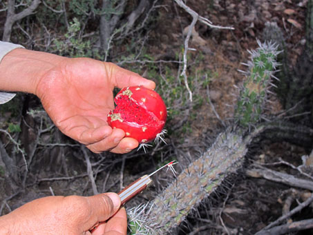 Slicing into a Pitahaya fruit