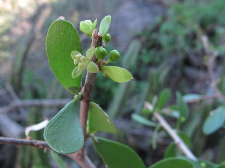 Flor de Schaefferia cuneata