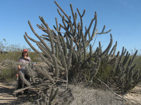 Pitaya agria cactus plant