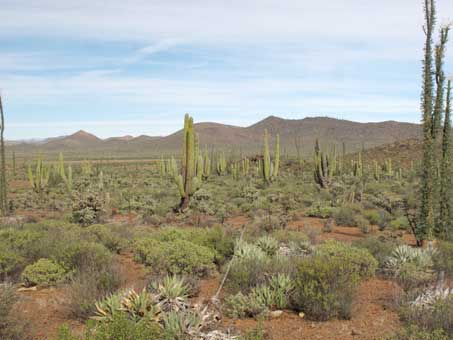 View of desert hills and plain south of El Rosario