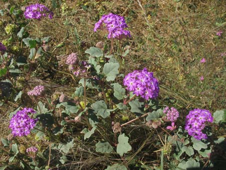 Sand verbena (Abronia umbellata) in flower