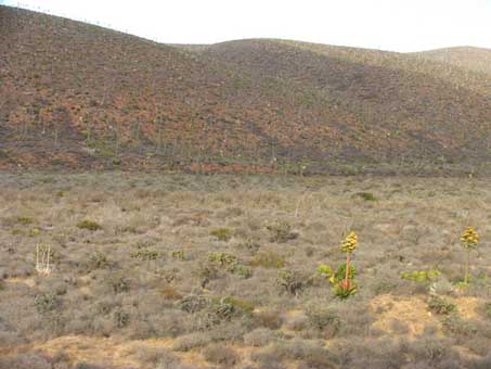 coastal scrub in northern Baja California