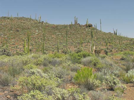 coastal scrub in northern Baja California