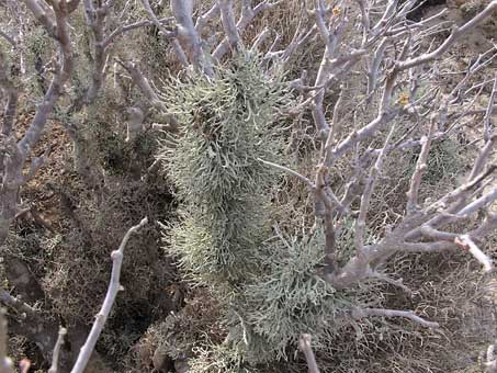 Lichen species Niebla ceruchis growing on branch of Cliff Spurge