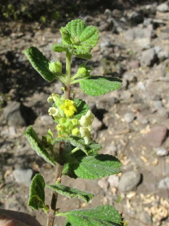 Aloysia barbata flowers