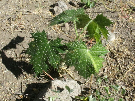 Cnidoscolus maculatus