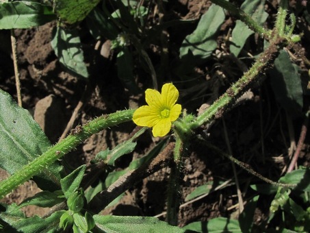 Melón de Coyote