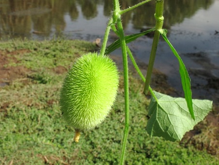 Hedgehog gourd