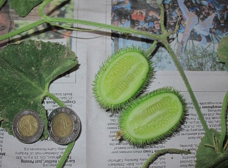 Specimen of Hedgehog gourd