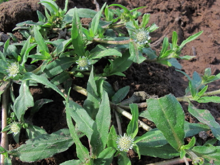 Flores de Eclipta prostrata