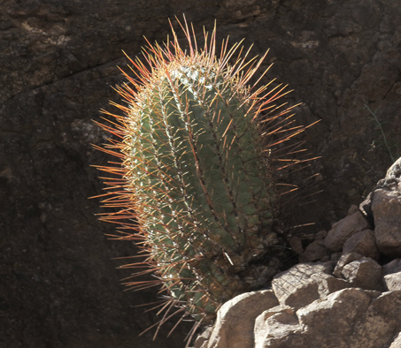 Ferocactus rectispinus