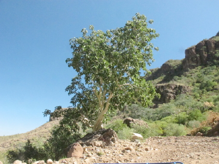 Wild fig tree