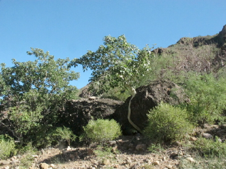 Wild fig tree