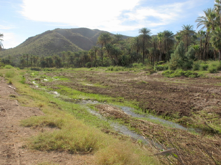 wetland area at Ojo