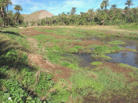 New wetland area