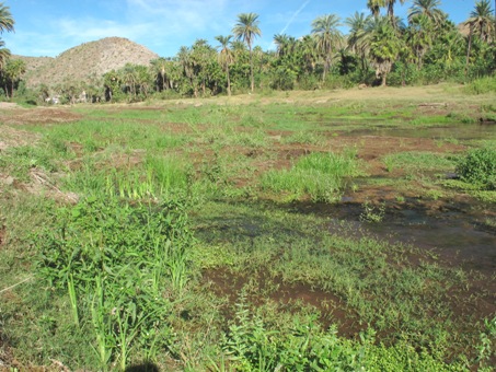 New wetland area 