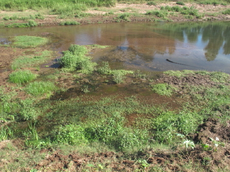 New wetland area overview