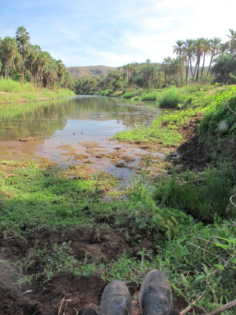 plants in new marshland